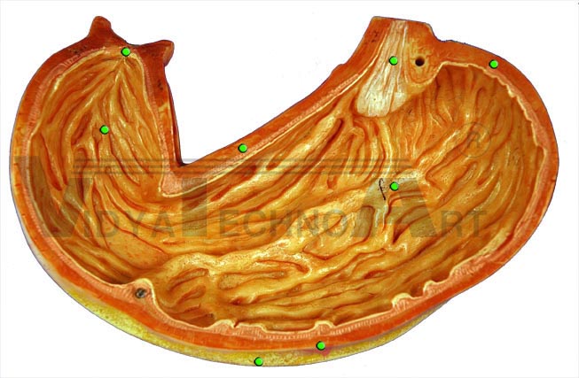 Stomach: Frontal Section